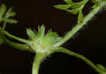 Field burweed